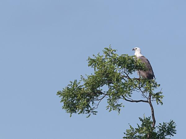 <h3><a href="/trips/srilanka/biota/animalia/chordata/aves/017 accipitriformes/004 accipitridae/haliaeetus leucogaster/haliaeetus leucogaster-nl.html">Haliaeetus&nbsp;leucogaster</a> / White‑bellied&nbsp;sea&nbsp;eagle / Witbuikzeearend</h3>NIKON D500 met AF-S Nikkor 300mm f/2.8G IF-ED VR II, 1/1600 sec  bij F7.1, ISO 200, afstand 44.6&nbsp;m